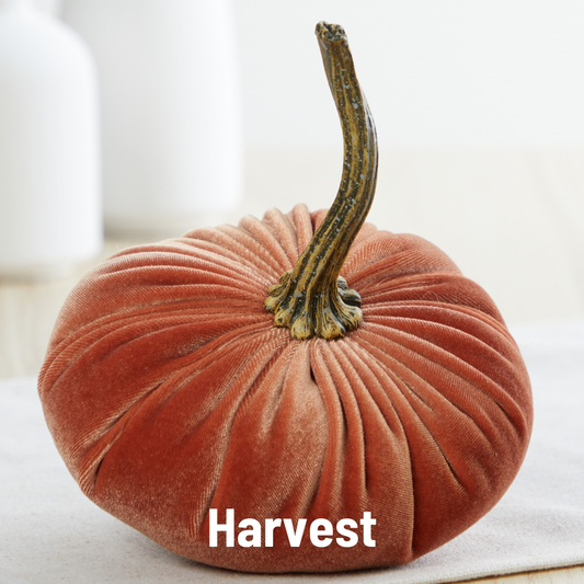 Pumpkin Small Velvet: Harvest